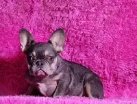 Muneca, a female French Bulldog for sale in Palm Beach, FL – Photo 3 of 5