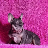 Muneca, a female French Bulldog for sale in Palm Beach, FL – 2 of 5