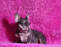 Muneca, a female French Bulldog for sale in Palm Beach, FL – Photo 2 of 5