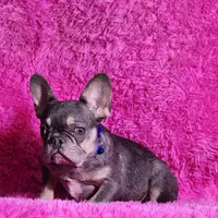 Muneca, a female French Bulldog for sale in Palm Beach, FL – 1 of 5