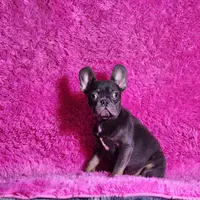 Muneca, a female French Bulldog for sale in Palm Beach, FL – 5 of 5