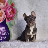 Mj, a male French Bulldog for sale in Palm Beach, FL – Photo 4 of 10