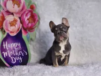 Mj, a male French Bulldog for sale in Palm Beach, FL – Photo 4 of 10