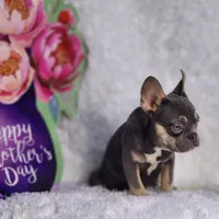 Mj, a male French Bulldog for sale in Palm Beach, FL – Photo 3 of 10