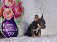 Mj, a male French Bulldog for sale in Palm Beach, FL – Photo 3 of 10