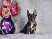 Mj, a male French Bulldog for sale in Palm Beach, FL – Photo 9 of 10