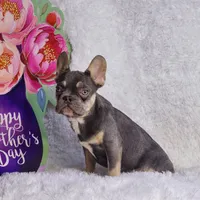 Mj, a male French Bulldog for sale in Palm Beach, FL – Photo 2 of 10