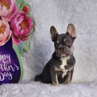 Mj, a male French Bulldog for sale in Palm Beach, FL – Photo 8 of 10