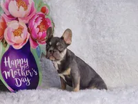 Mj, a male French Bulldog for sale in Palm Beach, FL – Photo 10 of 10