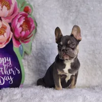 Mj, a male French Bulldog for sale in Palm Beach, FL – Photo 7 of 10