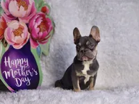 Mj, a male French Bulldog for sale in Palm Beach, FL – Photo 7 of 10