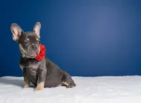 Candy, a female French Bulldog for sale in Palm Beach, FL – Photo 3 of 4
