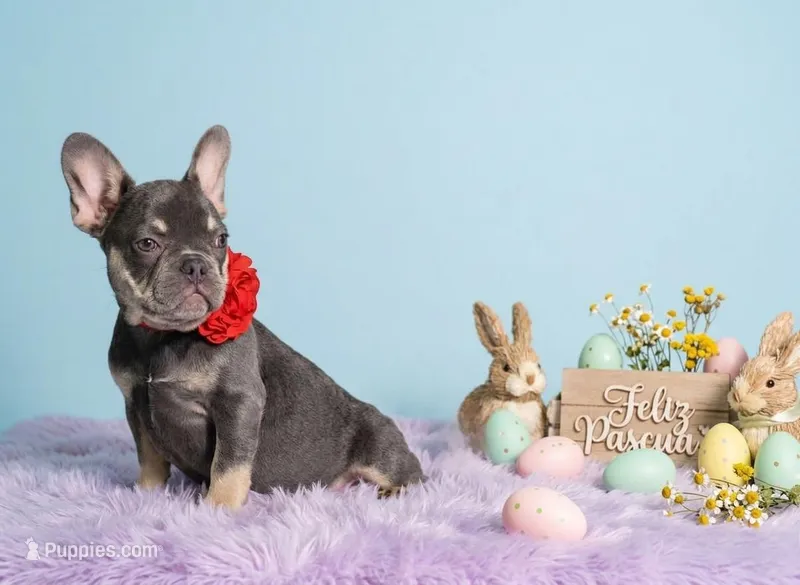 Candy – French Bulldog puppy for sale in Palm Beach, FL