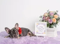 Candy, a female French Bulldog for sale in Palm Beach, FL – 3 of 5