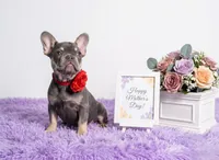 Candy, a female French Bulldog for sale in Palm Beach, FL – 4 of 5