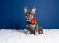 Candy, a female French Bulldog for sale in Palm Beach, FL – Photo 2 of 4