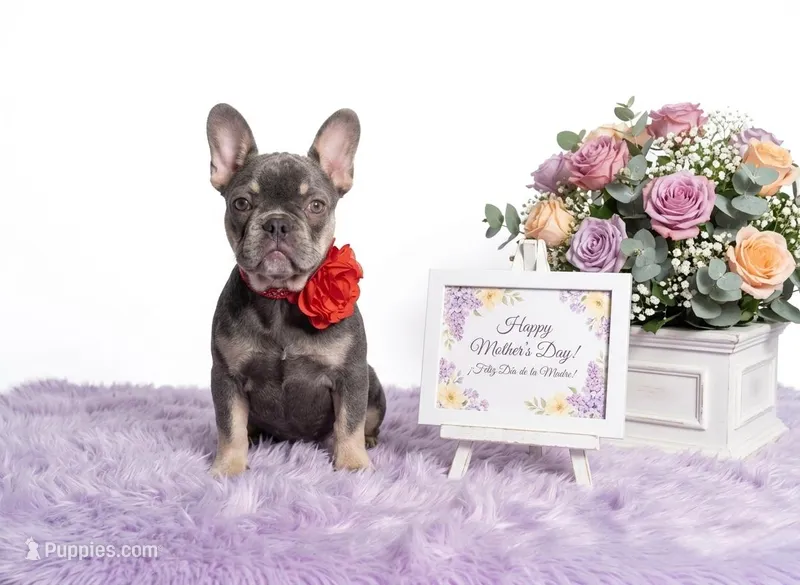 Candy – French Bulldog puppy for sale in Palm Beach, FL