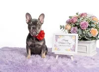 Candy, a female French Bulldog for sale in Palm Beach, FL – 1 of 5