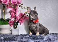 processed/838e9ba1-52fa-48d5-b6f8-414345f3b952/listing/a7e7eb1d-8532-4891-84c1-d3a2707663ab/7d5860c9-25a2-4e78-9a09-21e145bf3160