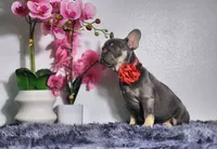 processed/838e9ba1-52fa-48d5-b6f8-414345f3b952/listing/a7e7eb1d-8532-4891-84c1-d3a2707663ab/85cda05f-056c-41cd-85dd-d0c7dd953f0a