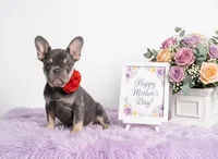 Candy, a female French Bulldog for sale in Palm Beach, FL – 5 of 5