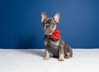 Candy, a female French Bulldog for sale in Palm Beach, FL – Photo 4 of 4
