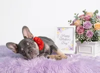 Candy, a female French Bulldog for sale in Palm Beach, FL – 2 of 5