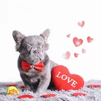 Kane, a male French Bulldog for sale in Palm Beach, FL – Photo 1 of 4