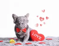 Kane, a male French Bulldog for sale in Palm Beach, FL – Photo 1 of 4