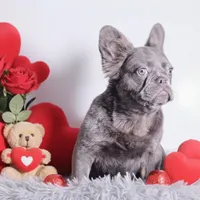 Kane, a male French Bulldog for sale in Palm Beach, FL – Photo 3 of 4