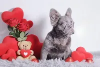 Kane, a male French Bulldog for sale in Palm Beach, FL – Photo 3 of 4