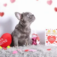 Kane, a male French Bulldog for sale in Palm Beach, FL – Photo 2 of 4