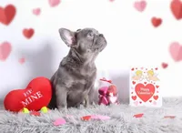 Kane, a male French Bulldog for sale in Palm Beach, FL – Photo 2 of 4