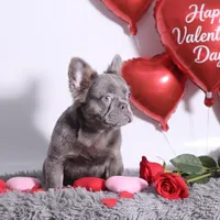 Kane, a male French Bulldog for sale in Palm Beach, FL – Photo 4 of 4