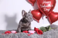 Kane, a male French Bulldog for sale in Palm Beach, FL – Photo 4 of 4