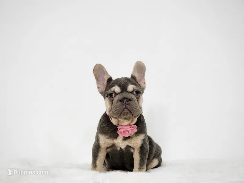Kika – French Bulldog puppy for sale in Palm Beach, FL