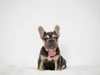 Kika, a female French Bulldog for sale in Palm Beach, FL – 1 of 9