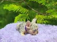 Lia, a female French Bulldog for sale in Palm Beach, FL – 4 of 5