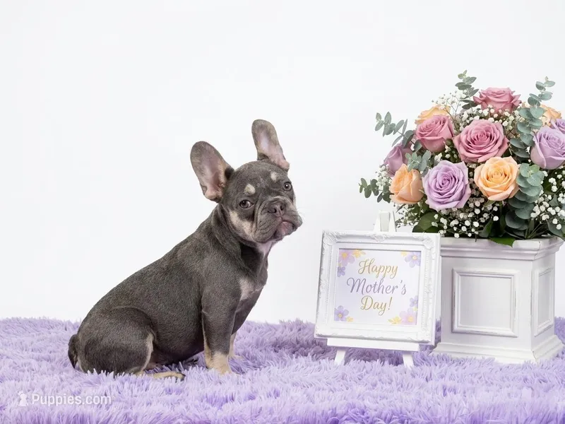 Candy – French Bulldog puppy for sale in Palm Beach, FL