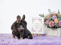 Candy, a female French Bulldog for sale in Palm Beach, FL – 2 of 5
