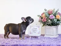 Candy, a female French Bulldog for sale in Palm Beach, FL – 5 of 5