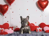 Candy, a female French Bulldog for sale in Palm Beach, FL – Photo 3 of 6