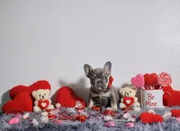 Candy, a female French Bulldog for sale in Palm Beach, FL – Photo 6 of 6