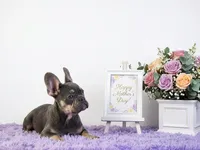 Candy, a female French Bulldog for sale in Palm Beach, FL – 3 of 5