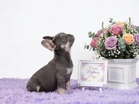 Candy, a female French Bulldog for sale in Palm Beach, FL – 4 of 5