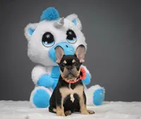 Catelyn, a male French Bulldog for sale in Palm Beach, FL – 3 of 6