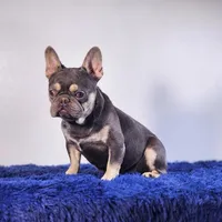 Leonardo, a male French Bulldog for sale in Palm Beach, FL – 5 of 5