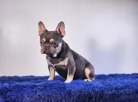 Leonardo, a male French Bulldog for sale in Palm Beach, FL – Photo 5 of 5