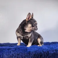 Leonardo, a male French Bulldog for sale in Palm Beach, FL – 2 of 5