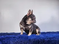 Leonardo, a male French Bulldog for sale in Palm Beach, FL – Photo 2 of 5